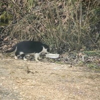 photo de livraison pour Trois P'tits Chats