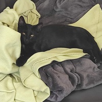 photo de livraison pour Chacun son chat