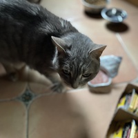 photo de livraison pour Les Chats de Condom 32