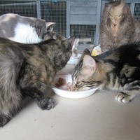 photo de livraison pour Jardin des Chats