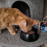 photo de livraison pour Chatia