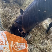 photo de livraison pour Espoir au Galop