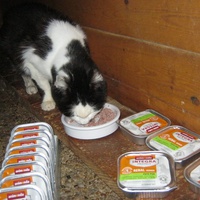 photo de livraison pour Au Bonheur des Chats Libres