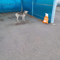 photo de livraison pour Asociația Hăpluț și prietenii