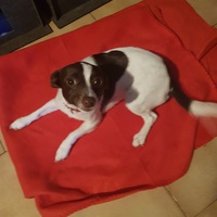photo de livraison pour Des Cœurs pour les Pattes du 93
