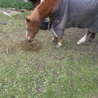 photo de livraison pour Espoir au Galop