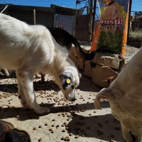 photo de livraison pour Sanctuaire de la Faune de Tanger (SFT)
