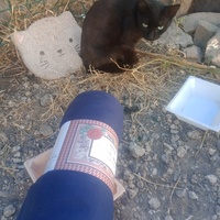 photo de livraison pour Les Chats-Pitresdelavi-Ste