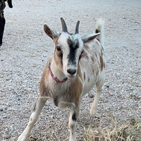 photo de livraison pour L'Arche de MaCha