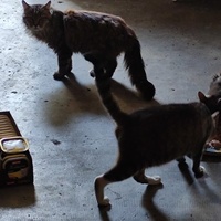 photo de livraison pour SOS Chats Libres Haut-Béarn