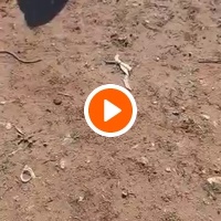 photo de livraison pour Comme Chiens et Chats Maroc