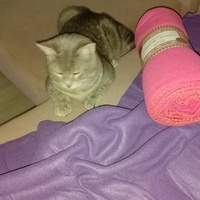 photo de livraison pour Chat Ami pour la Vie