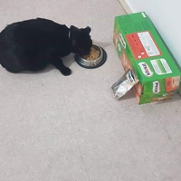 photo de livraison pour Les chats Port-Saint-Louisiens