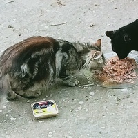 photo de livraison pour Les chats libres de Caro