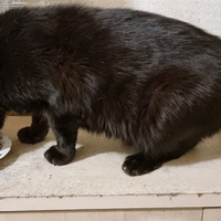 photo de livraison pour Chats Libres des Hauts Cantons de l'Hérault