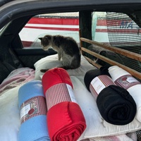 photo de livraison pour Les chats Port-Saint-Louisiens