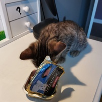 photo de livraison pour Adopte Un Matou