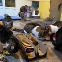 photo de livraison pour Association des Chats Camarguais