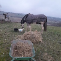 photo de livraison pour Mon Rêve en Calèche