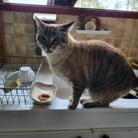 photo de livraison pour Chat de Gout'hier sans Toit