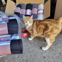 photo de livraison pour Les Chats'nonymes