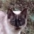 photo animal