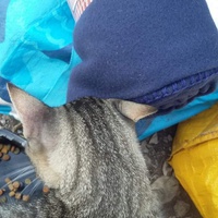 photo de livraison pour Les Chats-Pitresdelavi-Ste