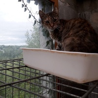 photo de livraison pour Une vie, Un chat