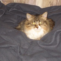 photo de livraison pour Jardin des Chats