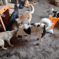 photo de livraison pour Asociatia Simba's Friends