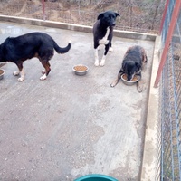 photo de livraison pour Viata Animalelor