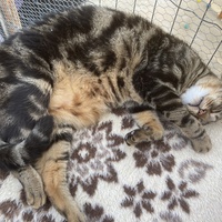 photo de livraison pour Association Des  Chats  De Hyeres