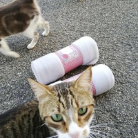 photo de livraison pour Chat L'Heureux Chat l'Ange et Cie