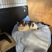 photo de livraison pour Les chats Port-Saint-Louisiens