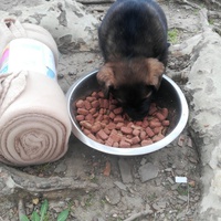 photo de livraison pour Help Doggy