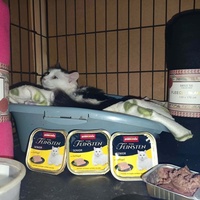 photo de livraison pour Chats Libres de Béziers