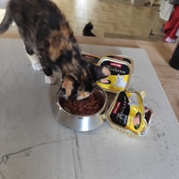 photo de livraison pour Le Gang des Matous