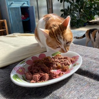 photo de livraison pour STREET CATS