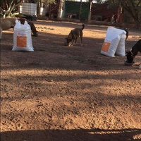 photo de livraison pour Help Adopt Moroccan Animals