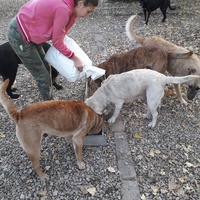 photo de livraison pour Antonia Save Animals