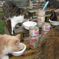 photo de livraison pour Jardin des Chats
