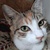 photo animal