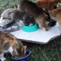 photo de livraison pour Jardin des Chats
