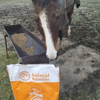 photo de livraison pour Hearthland Royal Horse