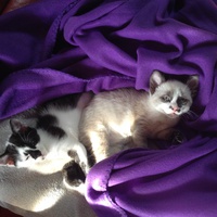 photo de livraison pour Association Des  Chats  De Hyeres