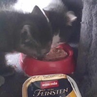 photo de livraison pour Association Chats Errants Val de Nièvre