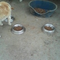 photo de livraison pour Animal Shields Oradea