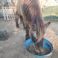 photo de livraison pour Equi-Libre : Droit à la Retraite Equine