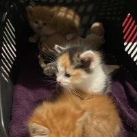 photo de livraison pour L'Arche de Tika