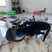photo de livraison pour Comme Chiens et Chats Maroc